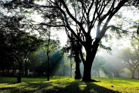 Cubbon Park
